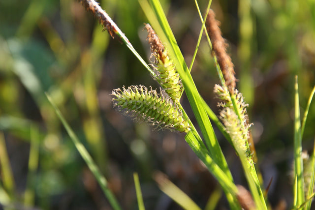 Carex-vesicaria_1784