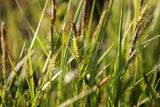 Carex-vesicaria_1785