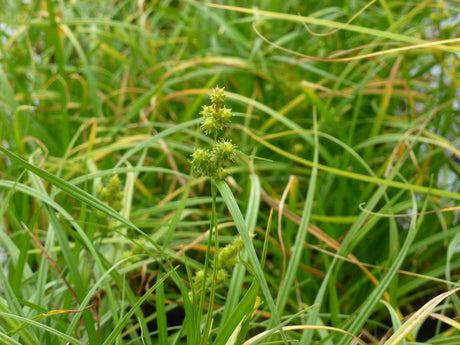 Carex-viridula-0081