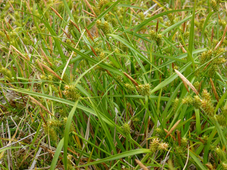Carex-viridula-0326