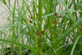 Cyperus-longus-0873