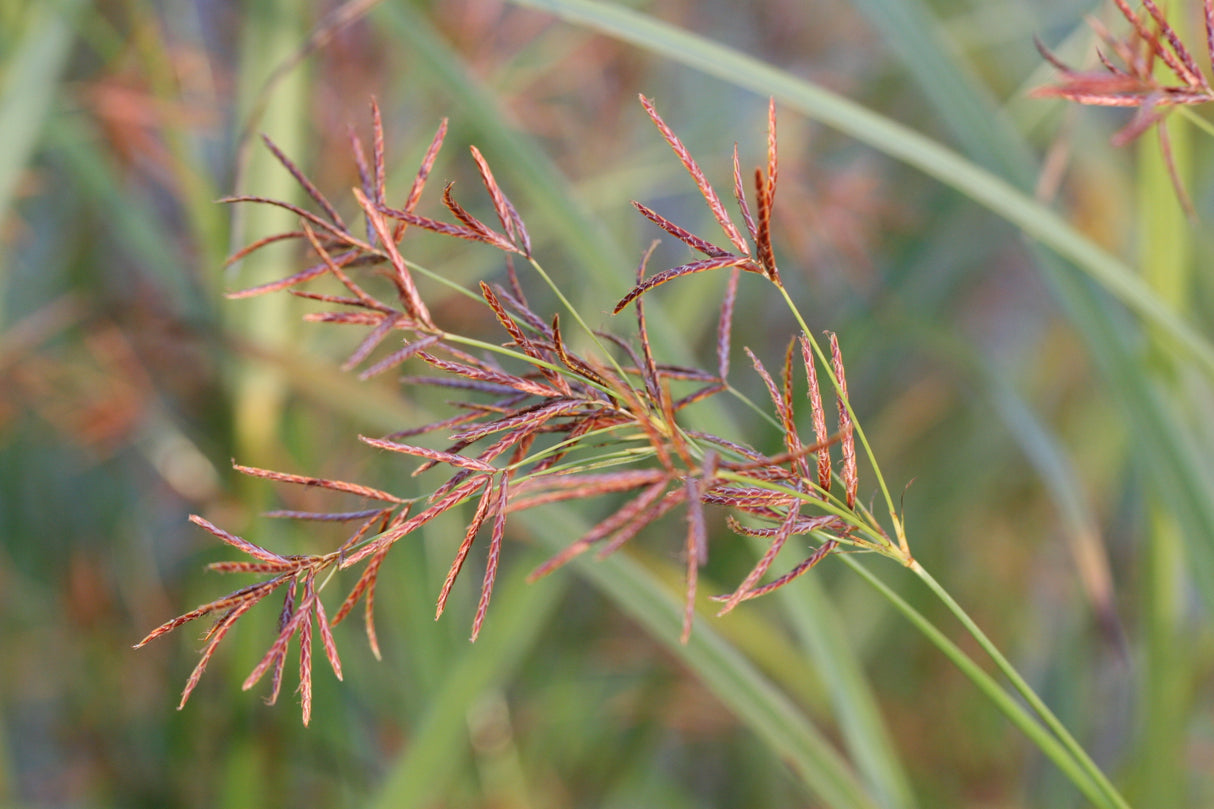 Cyperus-longus_1083