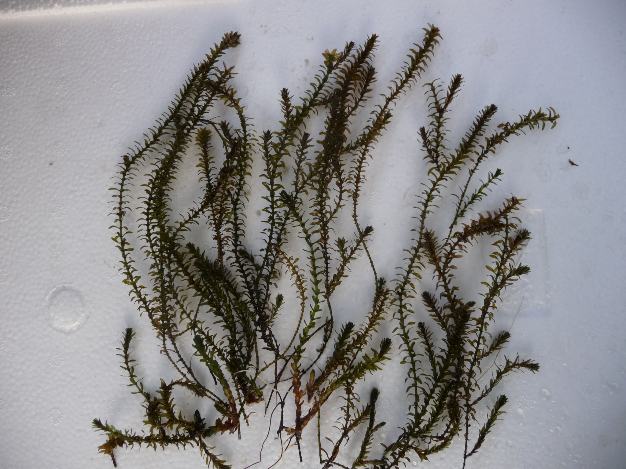 Elodea canadensis