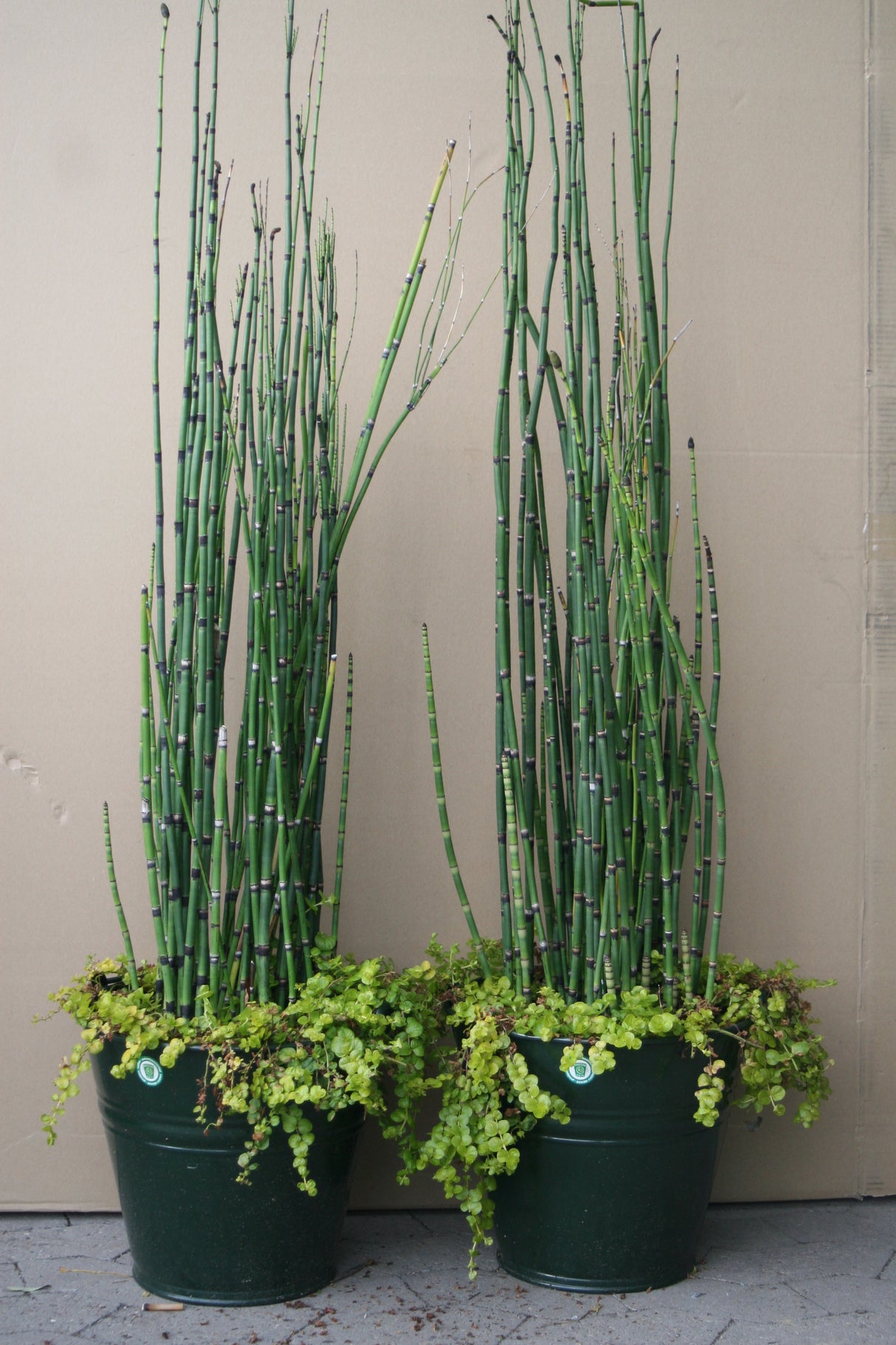 Equisetum-hyemale-5743