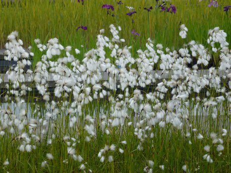 Eriophorum-latifolium-0377