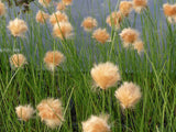 Eriophorum-russeolum-080