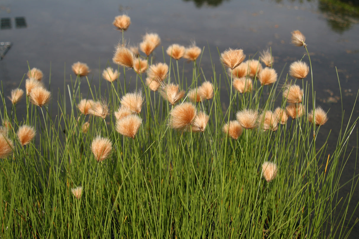 Eriophorum-russeolum-1847