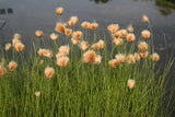 Eriophorum-russeolum-1847