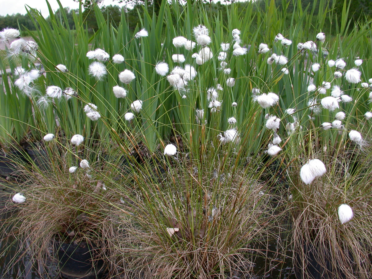 Eriophorum-vaginatum-021