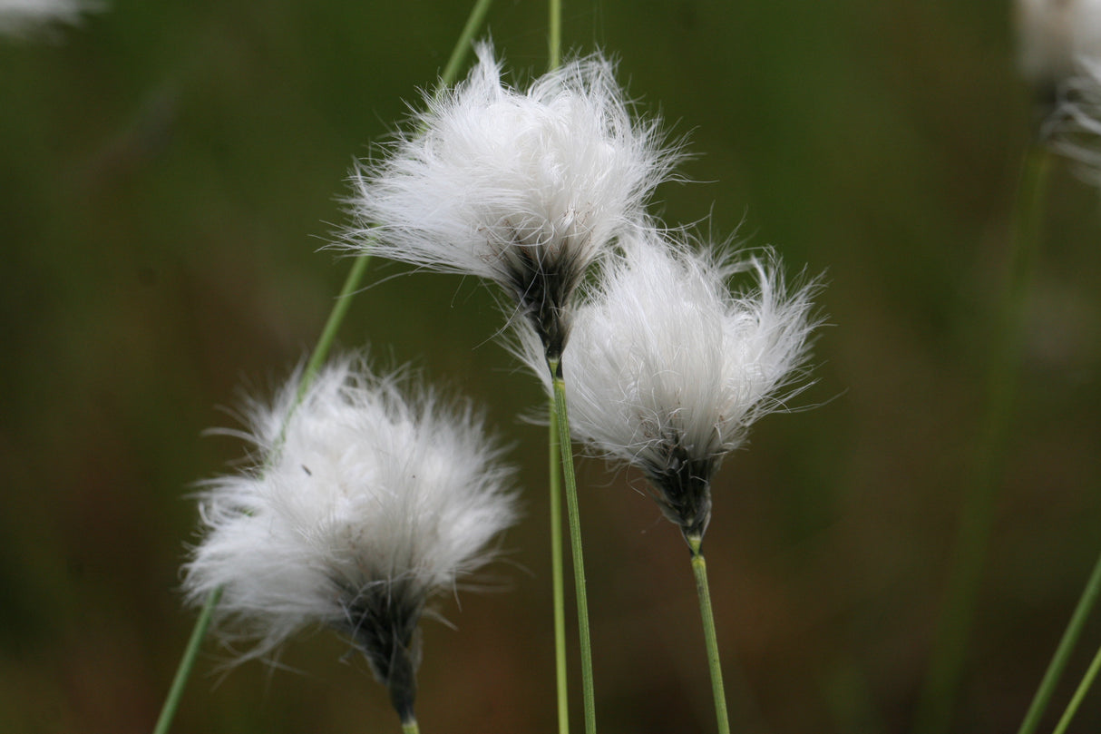 Eriophorum-vaginatum_4004