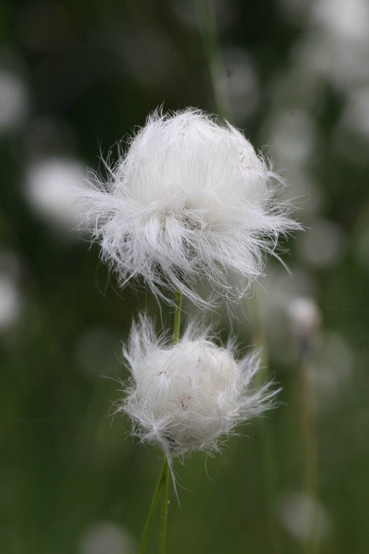 Eriophorum-vaginatum_4005