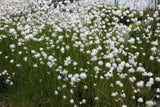 Eriophorum-vaginatum_7736