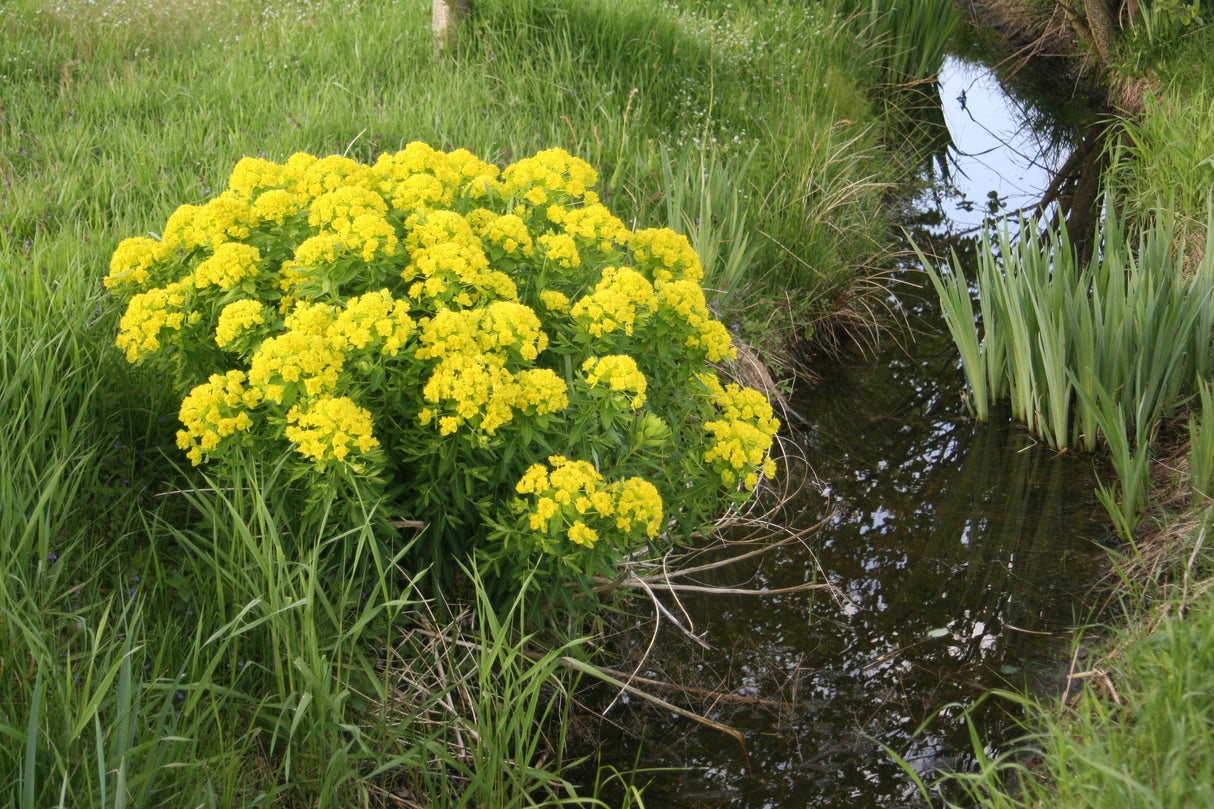 Euphorbia-palustris-1649