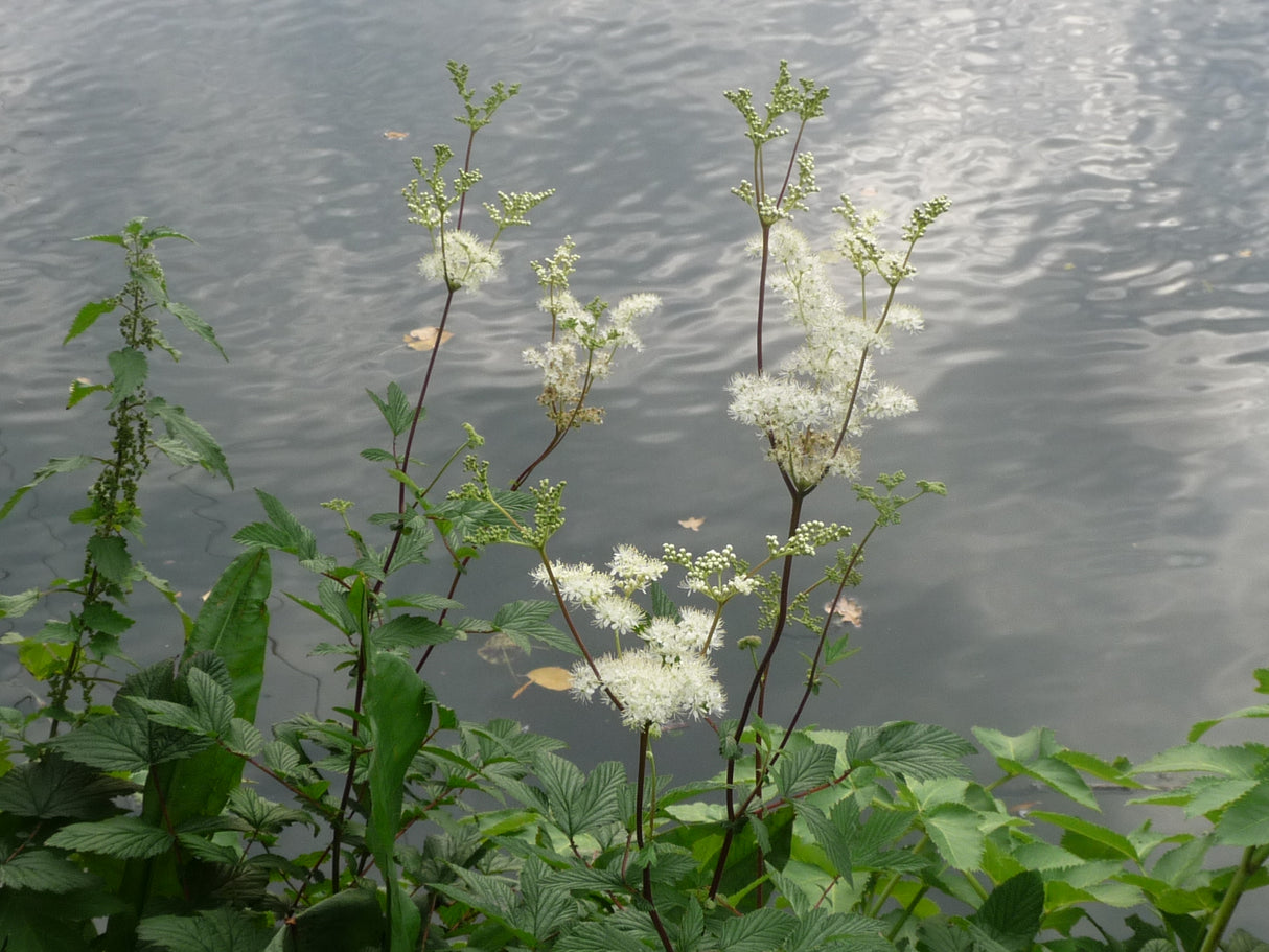 Filipendula-ulmaria-645