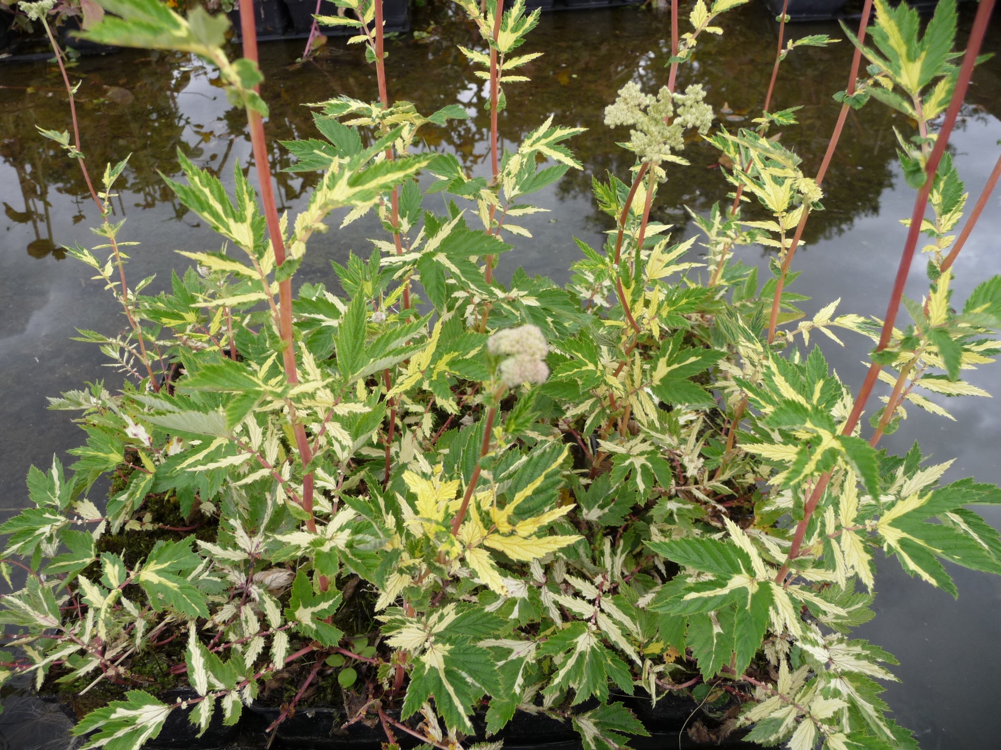 Filipendula ulmaria 'Variegata'