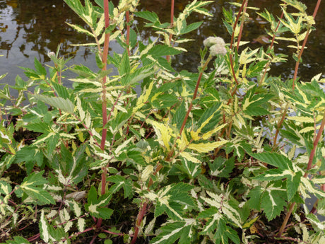 Filipendula-ulmaria-Variegata-045