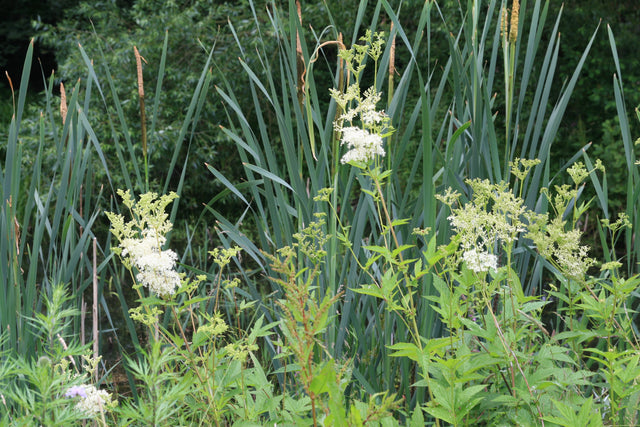 Filipendula-ulmaria_8001