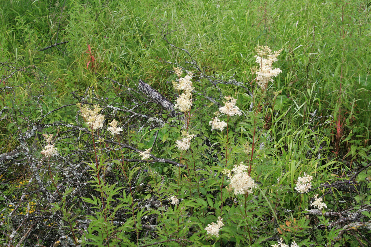 Filipendula-ulmaria_9757