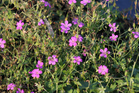 Geranium-palustre-8705