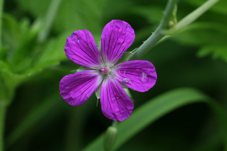 Geranium-palustre_9740