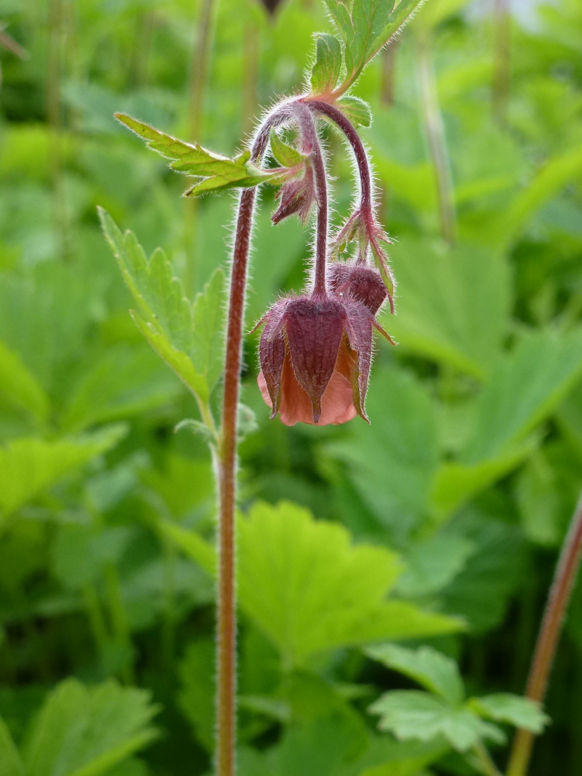 Geum Rivale Bachnelkenwurz Seerosensorten Geum Rivale Bachnelkenwurz Seerosensorten
