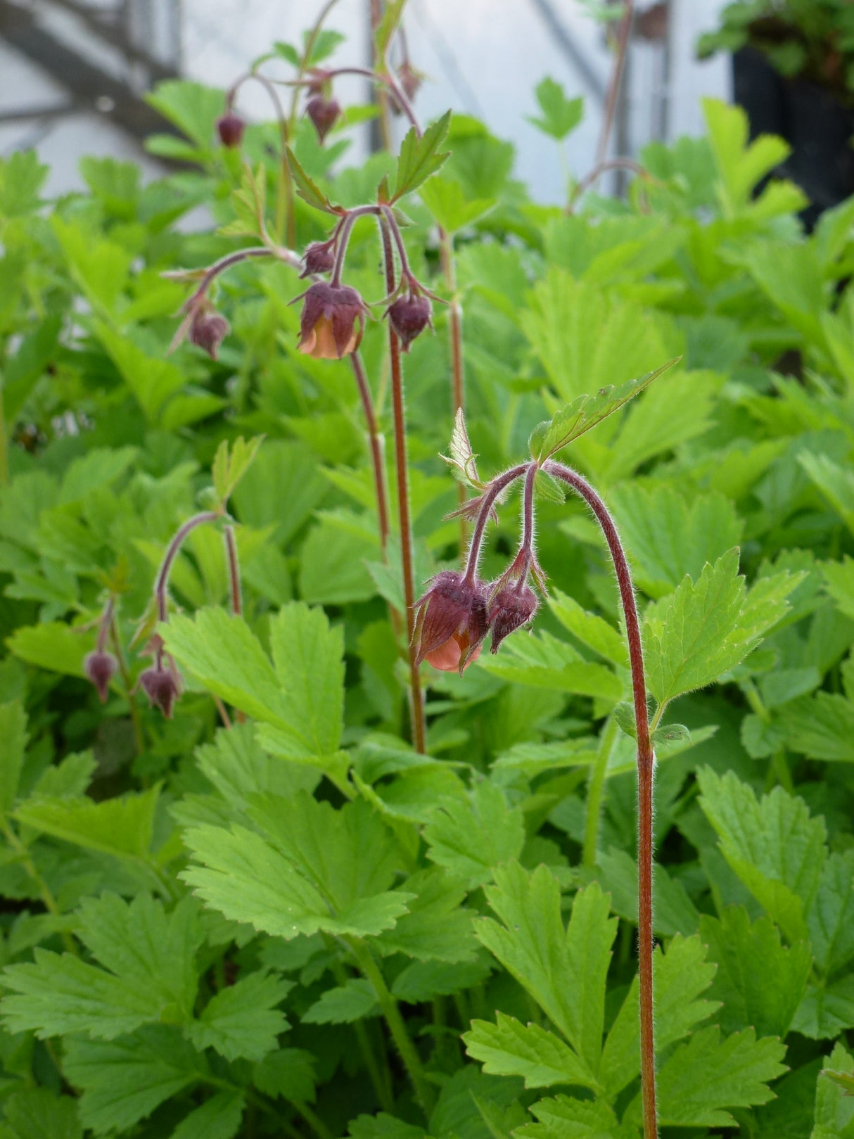 Geum-rivale-0684