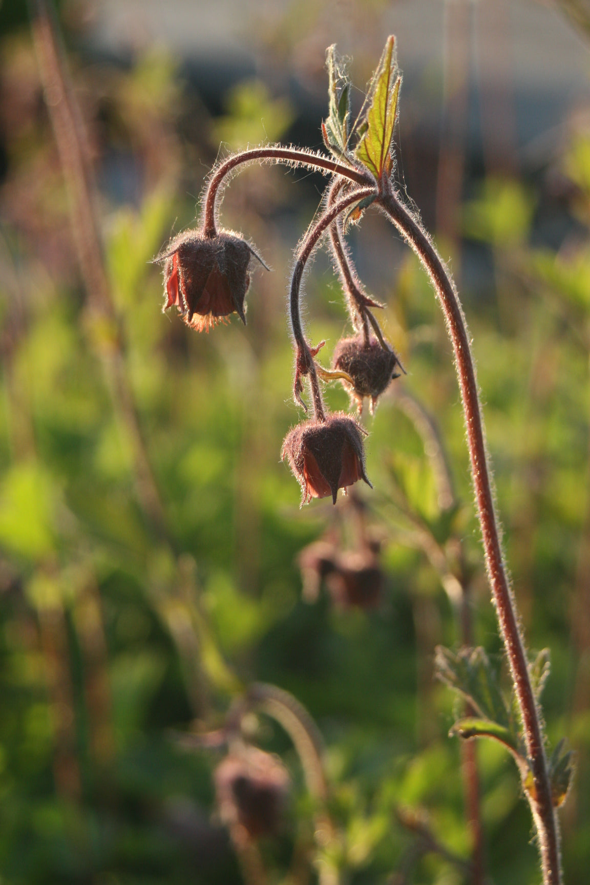 Geum-rivale-078