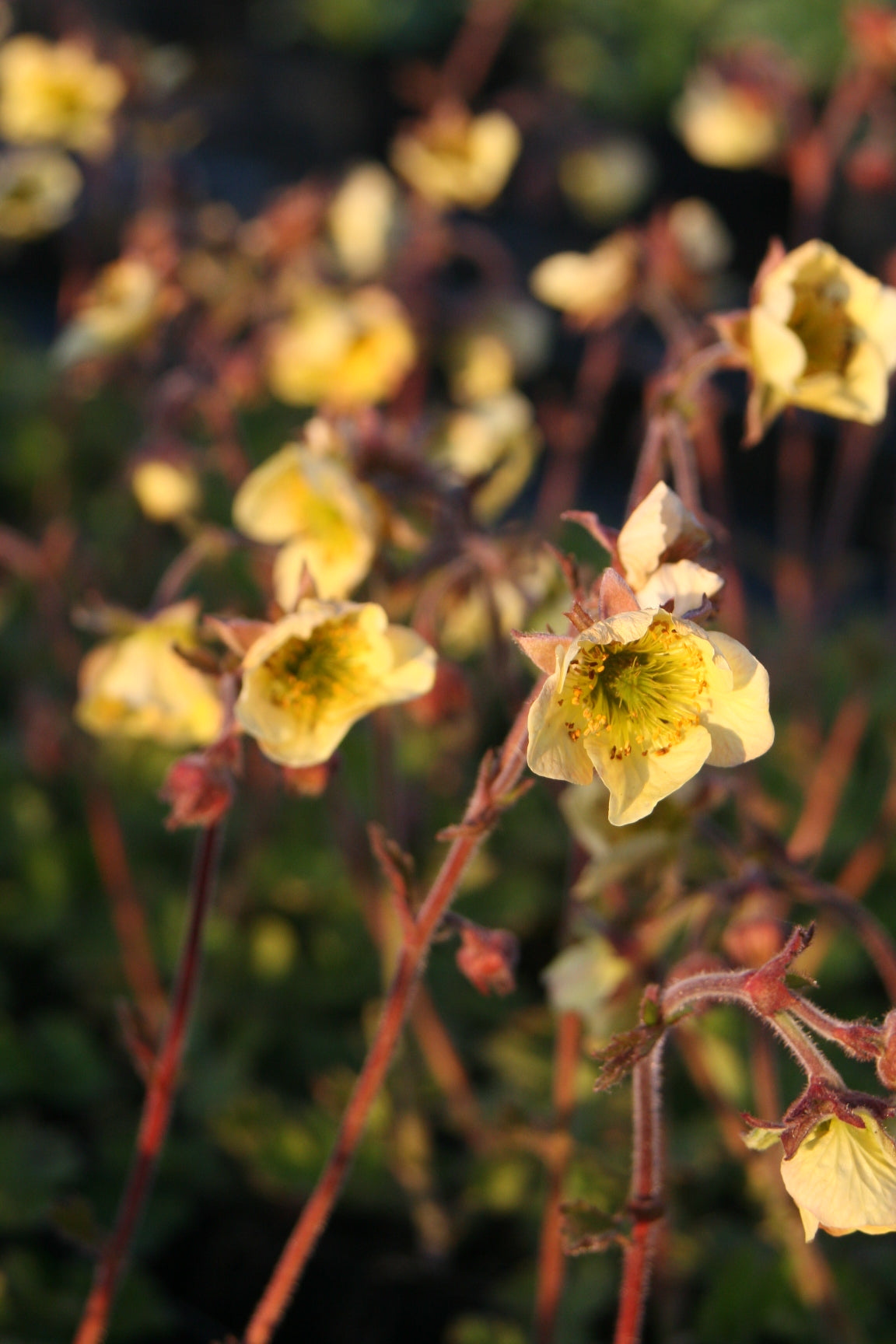 Geum Rivale Lionel Cox Seerosensorten Geum Rivale Lionel Cox Seerosensorten