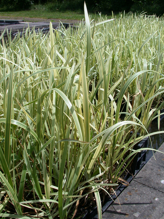 Glyceria-maxima-Variegata-033