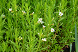 Gratiola-officinalis-0188