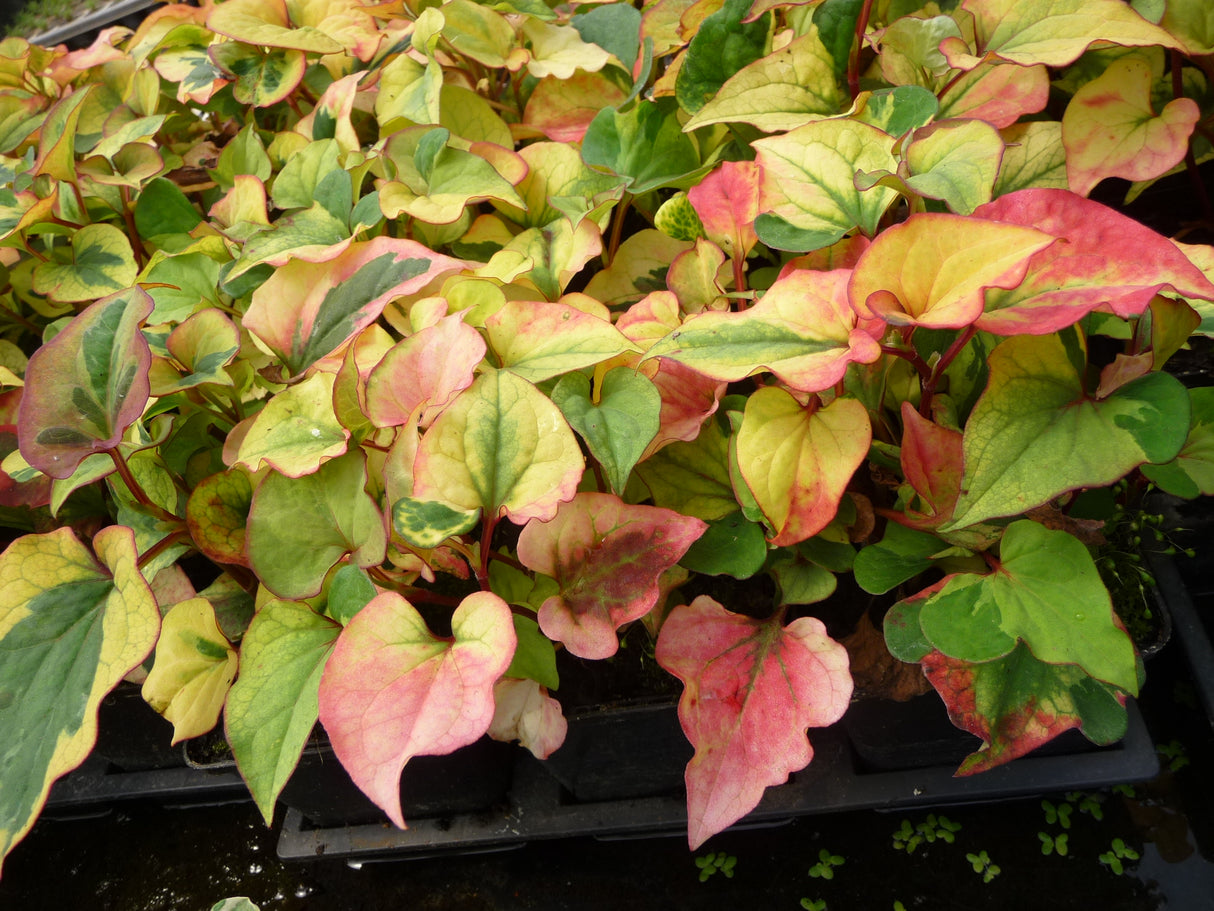 Houttuynia-cordata-Chameleon-068