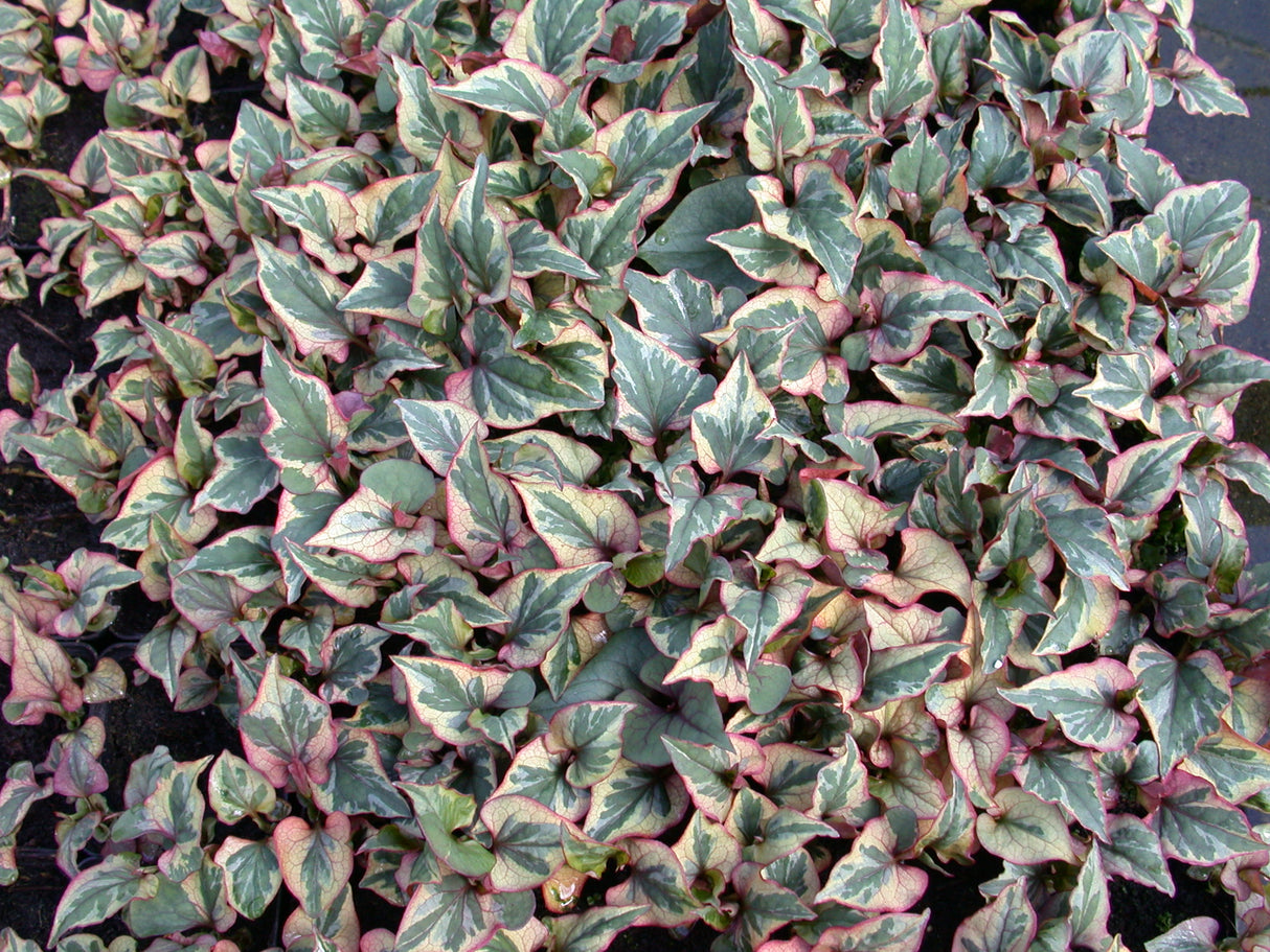 Houttuynia-cordata-`Chameleon-034