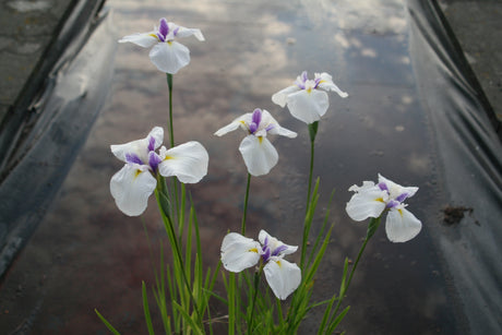 Iris-ensata-2537