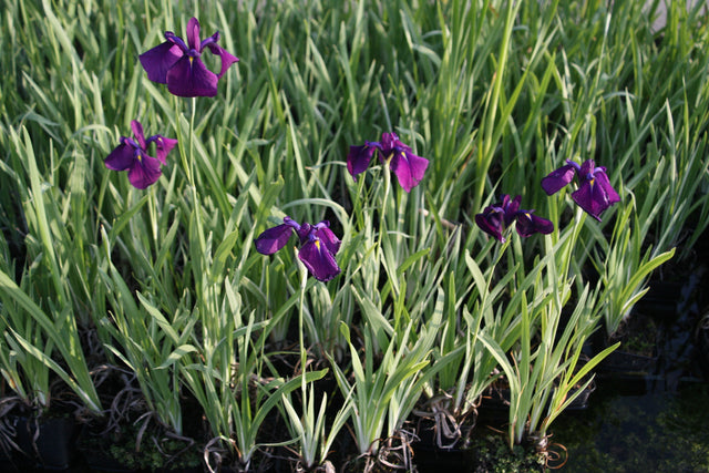 Iris-ensata-Variegata-2516