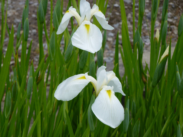 Iris-ensata-weiss-0374