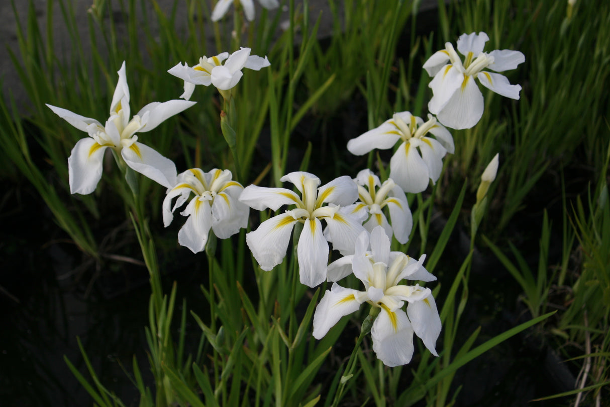 Iris-ensata-weiss-6-Hbl-2536