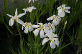 Iris-ensata-weiss-6-Hbl-2536