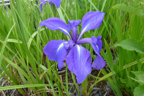 Iris-laevigata-0078