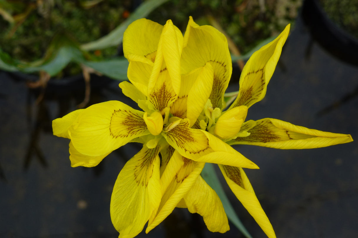 Iris-pseudacorus-Double-0181