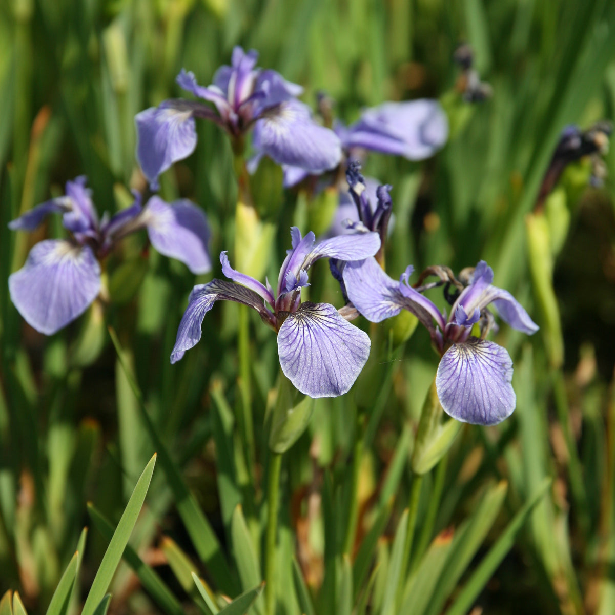 Iris setosa 'Nana' - Zwergiris – Seerosensorten