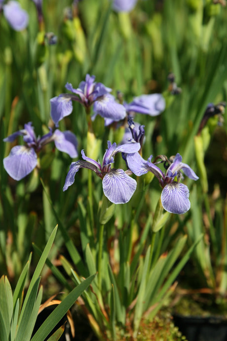 Iris-setosa