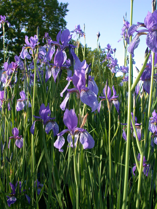 Iris-sibirica-027