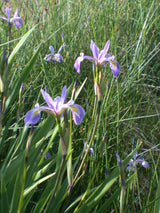 Iris-sibirica-15