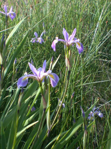 Iris-sibirica-15