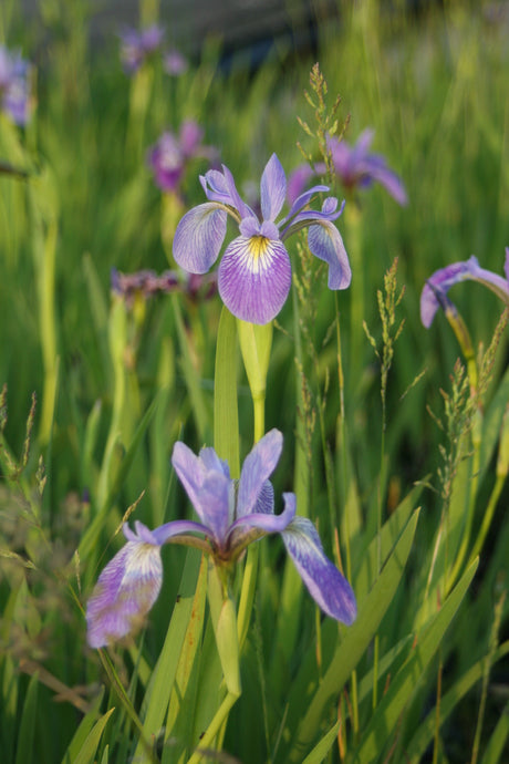 Iris-versicolor-1463