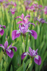 Iris-versicolor-1469