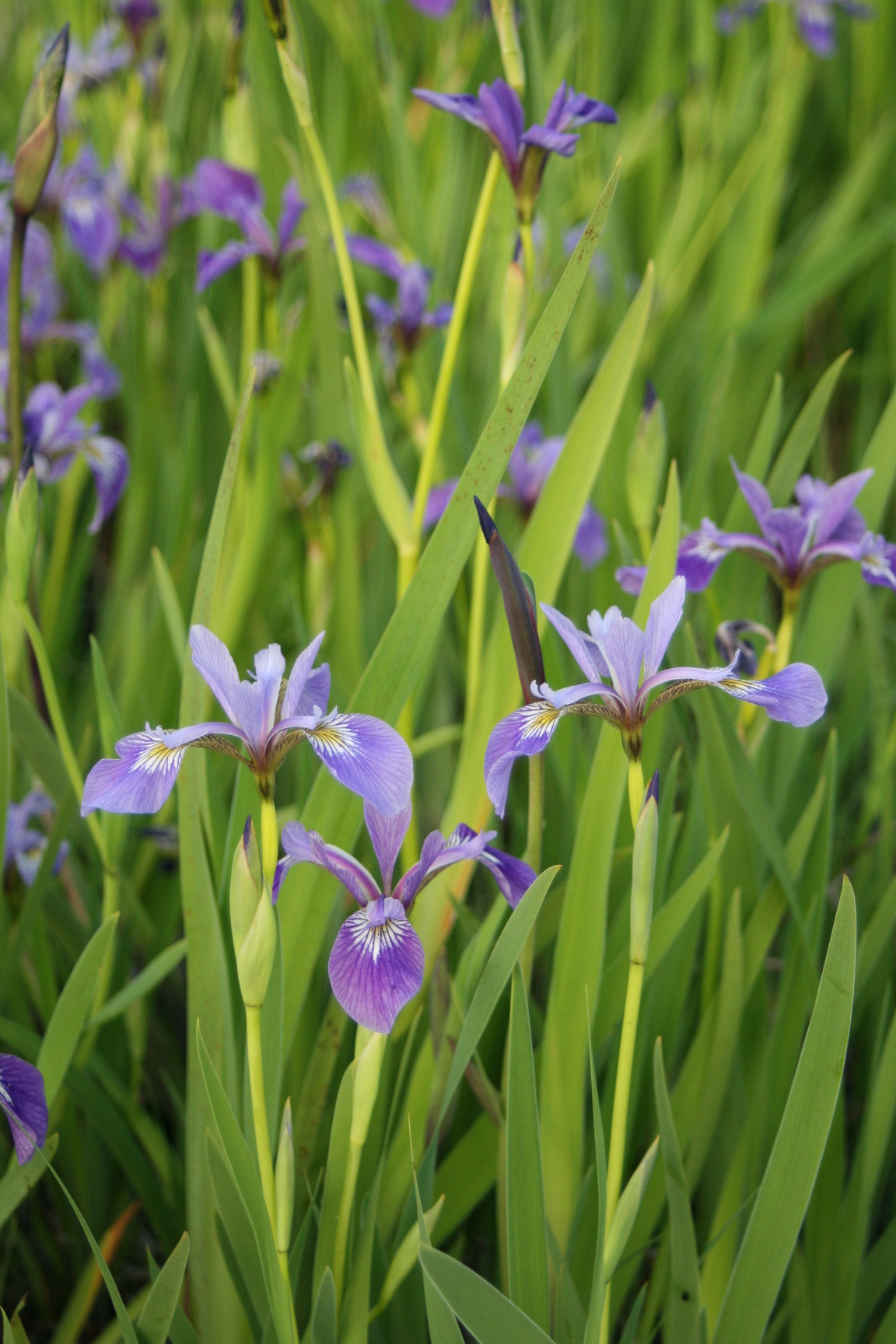 Iris Versicolor – Amerikanische Sumpfiris, Blaue Blüten, Winterhart, Im 9-cm-Topf, Ca. 90 Cm Hoch