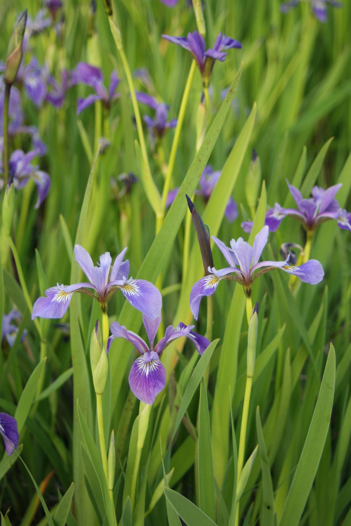 Iris-versicolor-1491