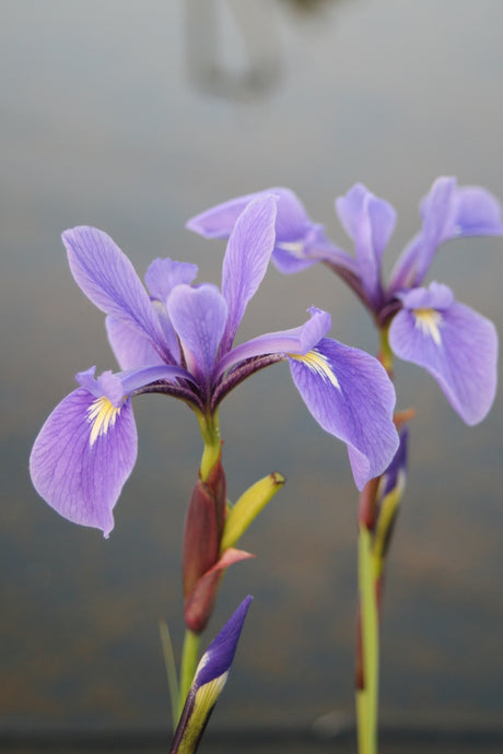 Iris-versicolor-1503
