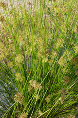 Juncus-effusus-0236